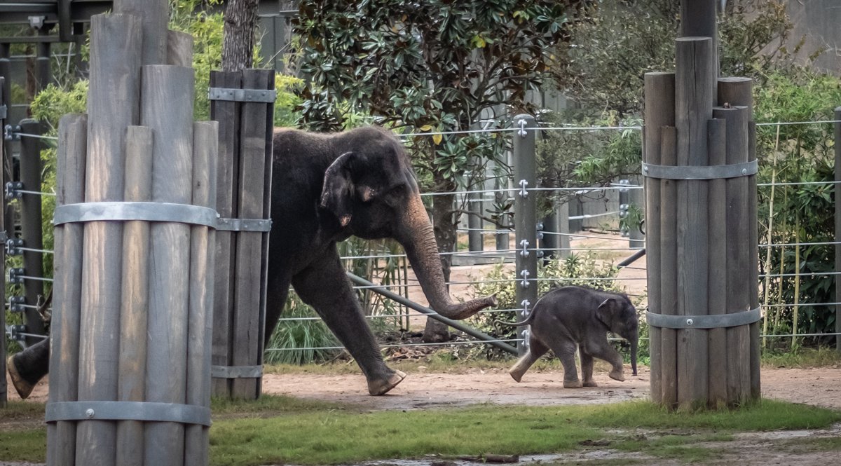 Fort Worth Zoo Welcomes Baby Elephant, Brazos - Fort Worth Magazine